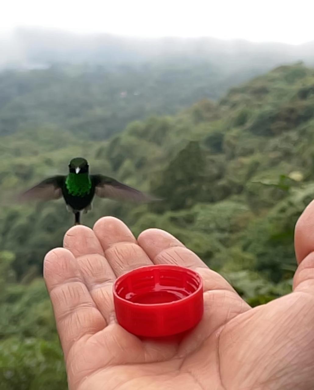 Watching humming birds in San Tadeo